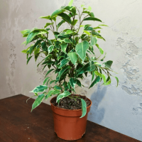 Фикус Бенджамина D12