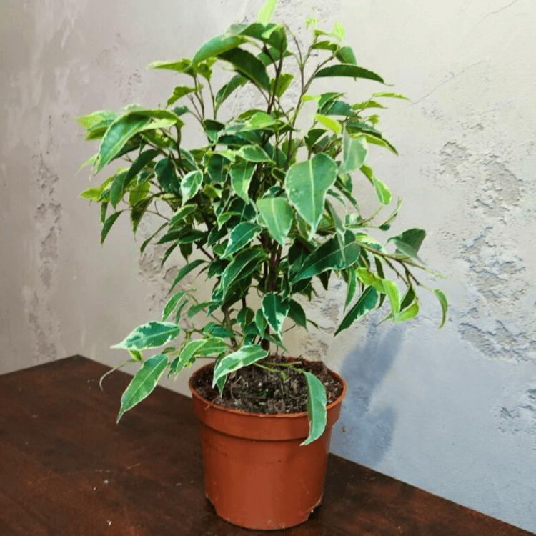 Фикус Бенджамина D12