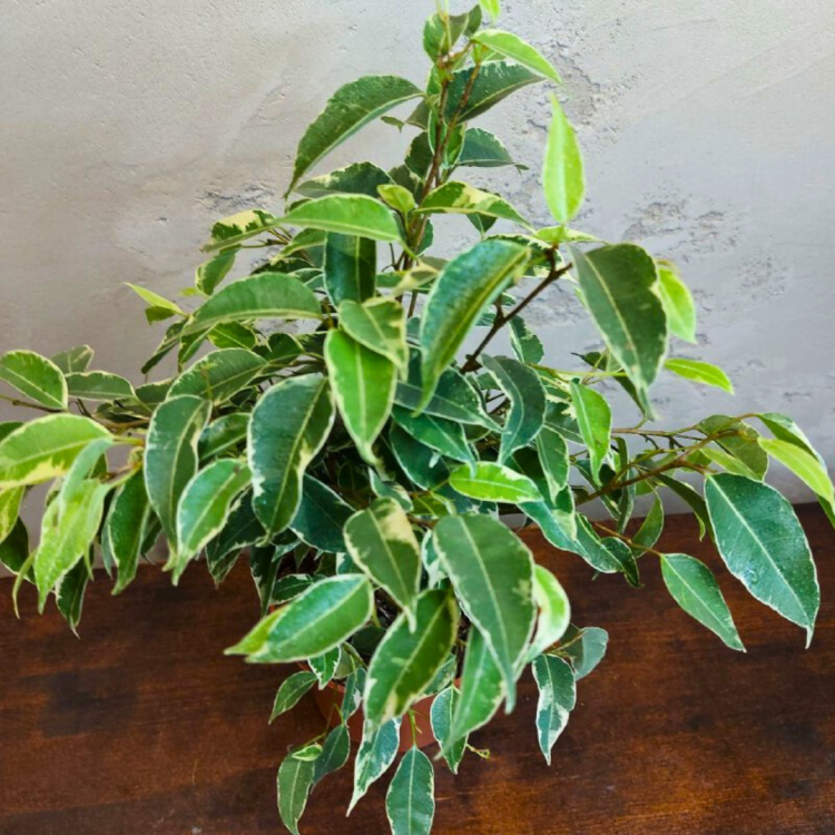 Фикус Бенджамина D12