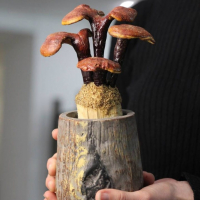 Гриб Ганодерма