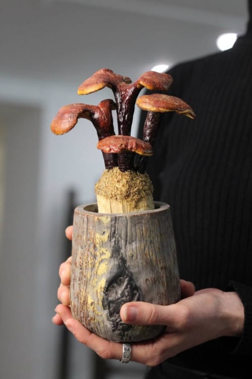 Гриб Ганодерма