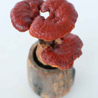 Гриб Ганодерма