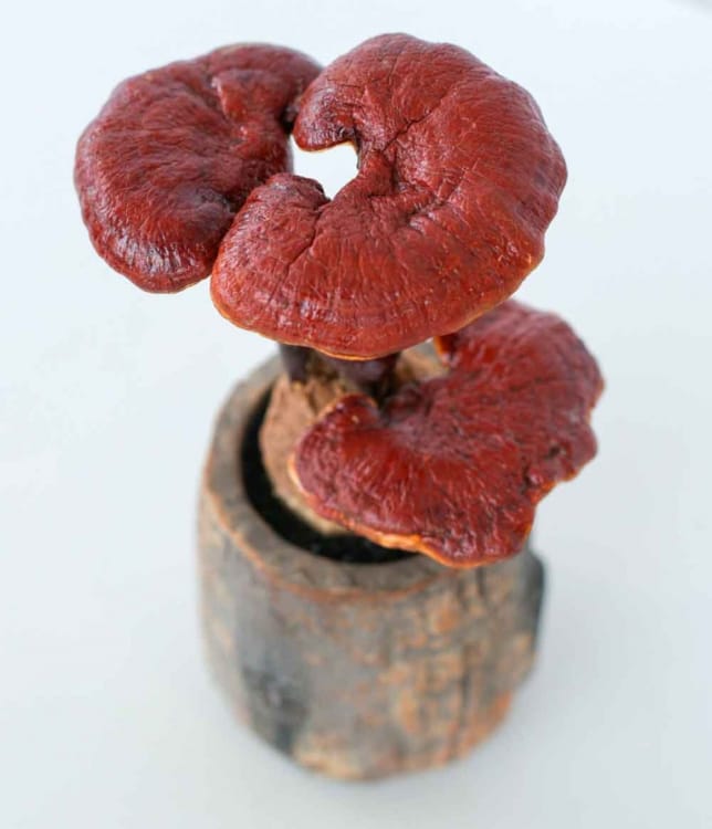 Гриб Ганодерма