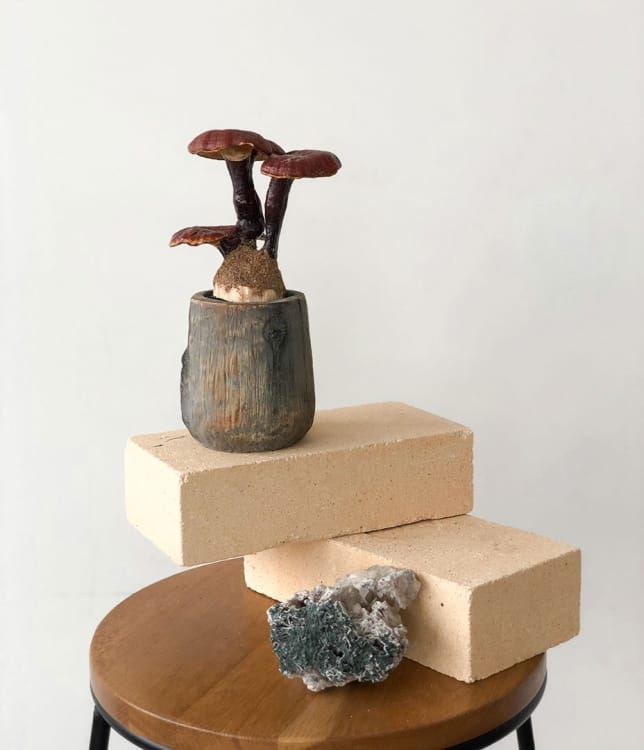 Гриб Ганодерма