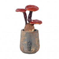 Гриб Ганодерма