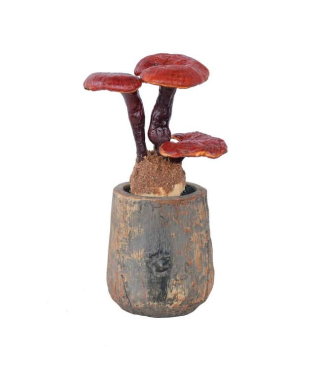 Гриб Ганодерма