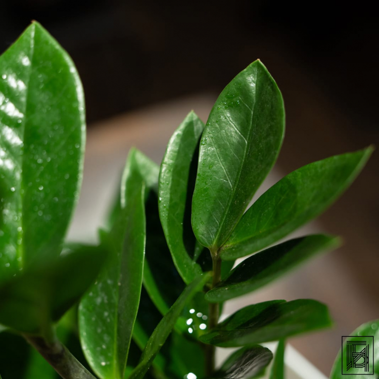 Замиокулькас D17 в белом кашпо Замиокулькас D17 в белом кашпо