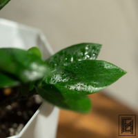 Замиокулькас D17 в белом кашпо Замиокулькас D17 в белом кашпо