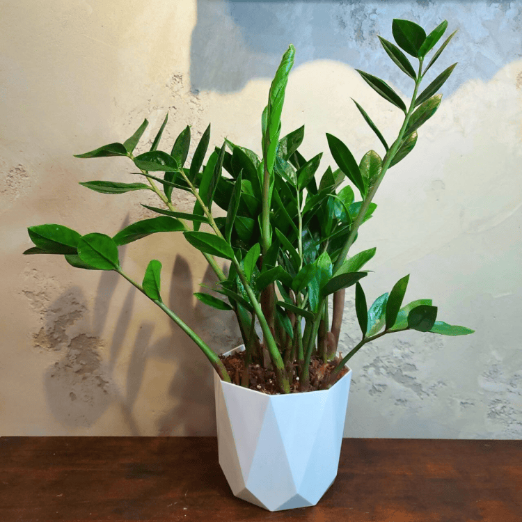 Замиокулькас D17 в белом кашпо Замиокулькас D17 в белом кашпо