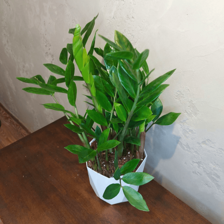 Замиокулькас D17 в белом кашпо Замиокулькас D17 в белом кашпо