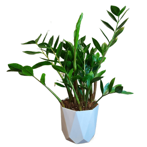 Замиокулькас D17 в белом кашпо Замиокулькас D17 в белом кашпо