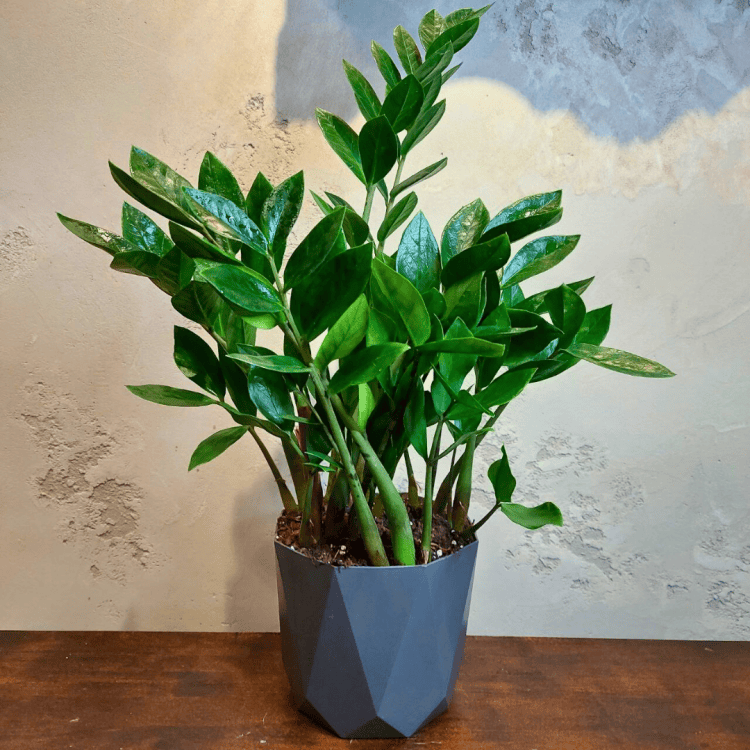 Замиокулькас D17 в сером кашпо