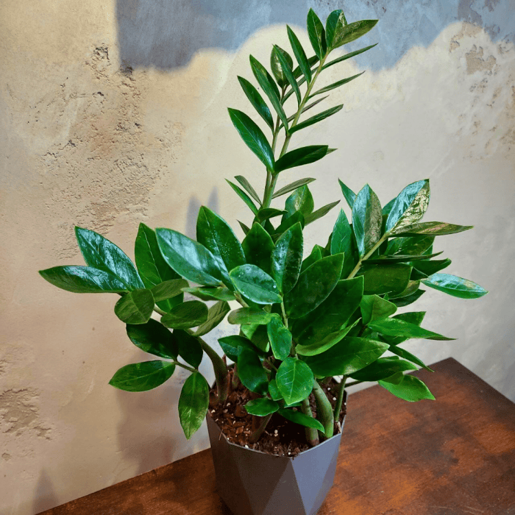 Замиокулькас D17 в сером кашпо