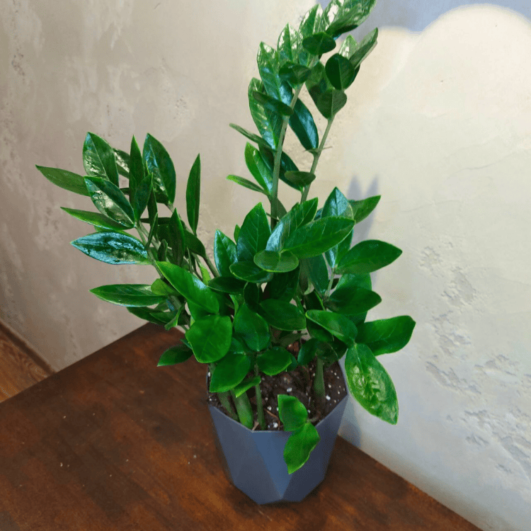 Замиокулькас D17 в сером кашпо