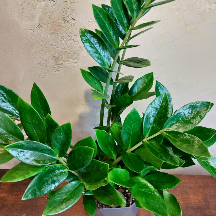 Замиокулькас D17 в сером кашпо