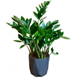 Замиокулькас D17 в сером кашпо