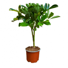 Шеффлера Голд Капелла D12