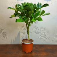 Шеффлера Голд Капелла D12 Шеффлера Голд Капелла D12