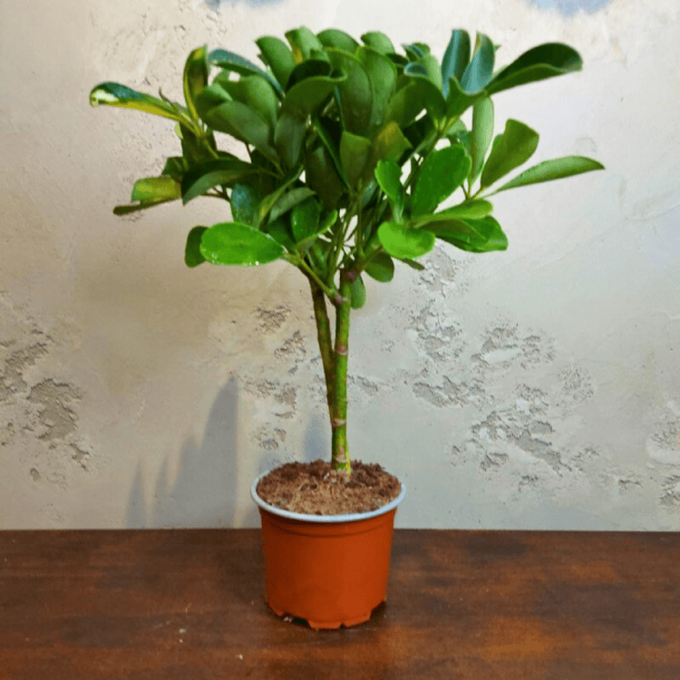 Шеффлера Голд Капелла D12 Шеффлера Голд Капелла D12