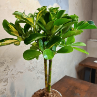 Шеффлера Голд Капелла D12 Шеффлера Голд Капелла D12