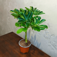 Шеффлера Голд Капелла D12 Шеффлера Голд Капелла D12