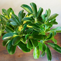 Шеффлера Голд Капелла D12 Шеффлера Голд Капелла D12