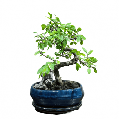 Бонсай Вяз со скалой 15 лет