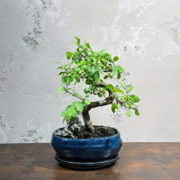 Бонсай Вяз со скалой 15 лет Бонсай Вяз со скалой 15 лет