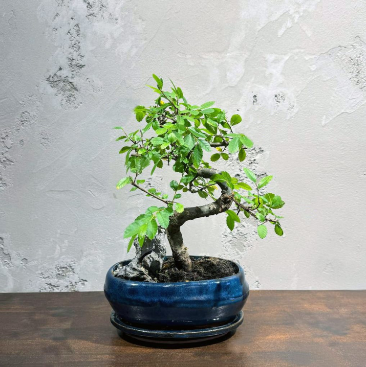 Бонсай Вяз со скалой 15 лет Бонсай Вяз со скалой 15 лет