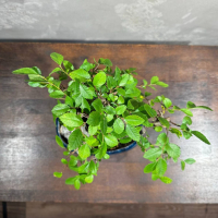 Бонсай Вяз со скалой 15 лет Бонсай Вяз со скалой 15 лет