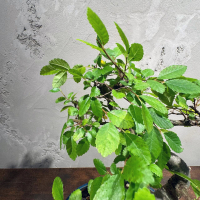 Бонсай Вяз со скалой 15 лет Бонсай Вяз со скалой 15 лет