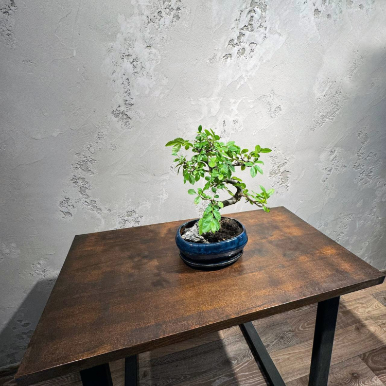 Бонсай Вяз со скалой 15 лет Бонсай Вяз со скалой 15 лет