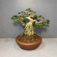 Бонсай - Премна на скале Бонсай - Премна на скале