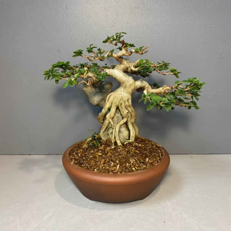 Бонсай - Премна на скале Бонсай - Премна на скале