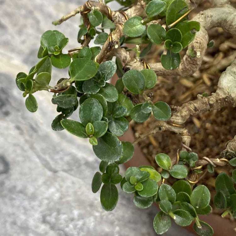 Бонсай - Премна на скале Бонсай - Премна на скале