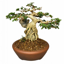 Бонсай - Премна на скале