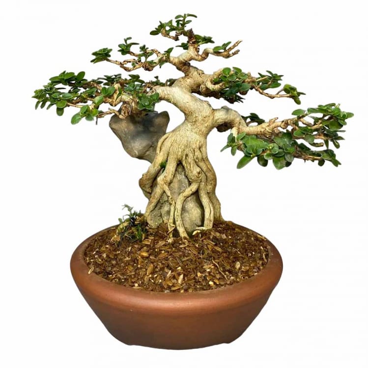 Бонсай - Премна на скале Бонсай - Премна на скале