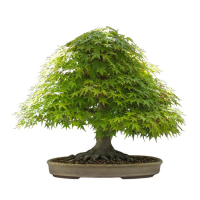 Эксклюзивный Клён Эксклюзивный Клён