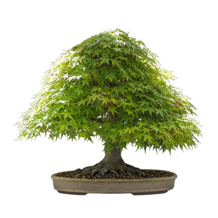 Эксклюзивный Клён Эксклюзивный Клён