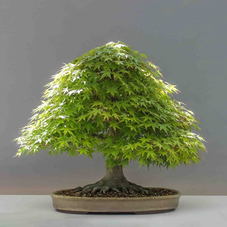 Эксклюзивный Клён Эксклюзивный Клён