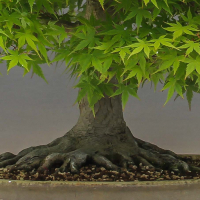 Эксклюзивный Клён Эксклюзивный Клён