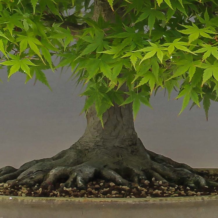 Эксклюзивный Клён Эксклюзивный Клён