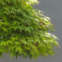 Эксклюзивный Клён Эксклюзивный Клён