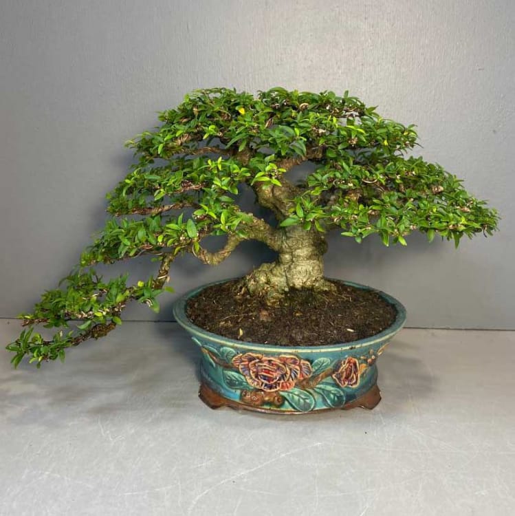 Бонсай - Райтия