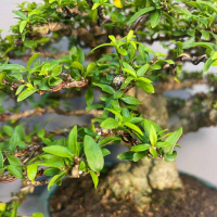 Бонсай - Райтия