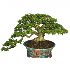 Бонсай - Райтия