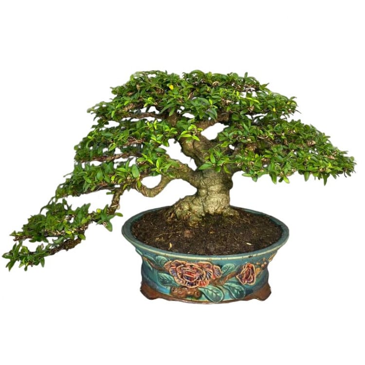 Бонсай - Райтия