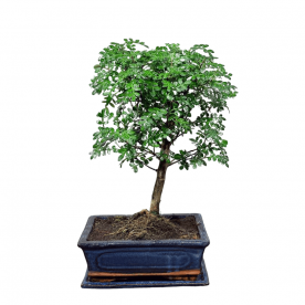 Бонсай Зантоксилум