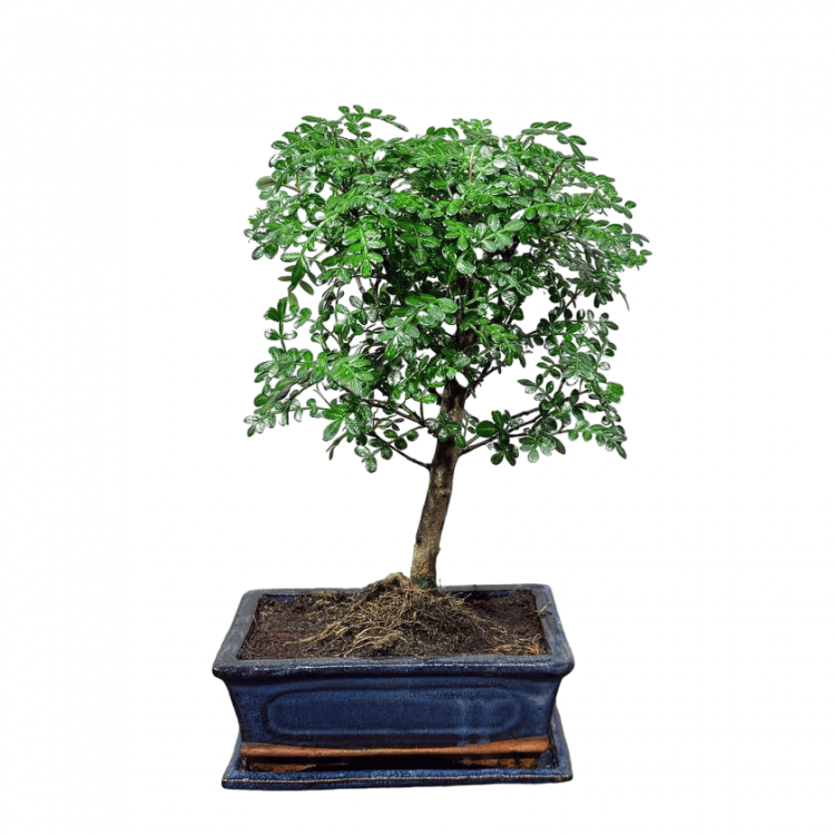 Бонсай Зантоксилум