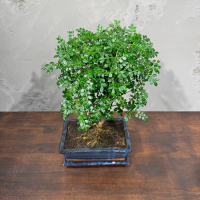 Бонсай Зантоксилум